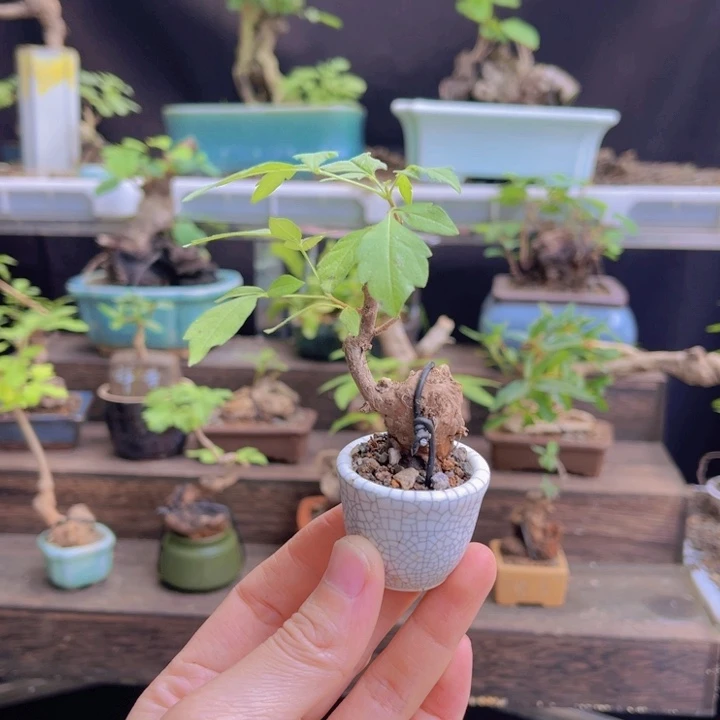 当前无花朵，栽培后可花朵