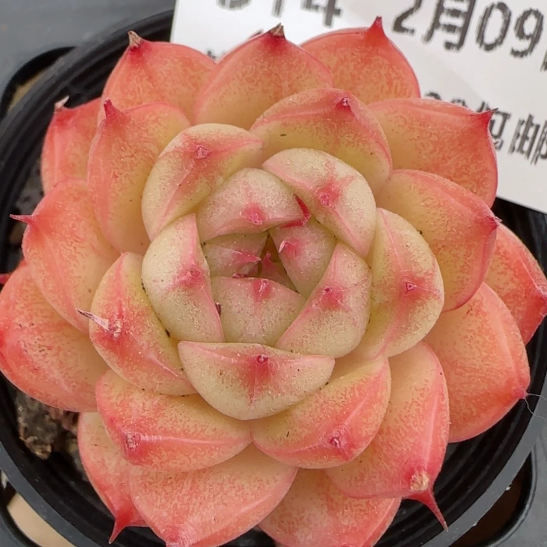 花语逸境0209-314