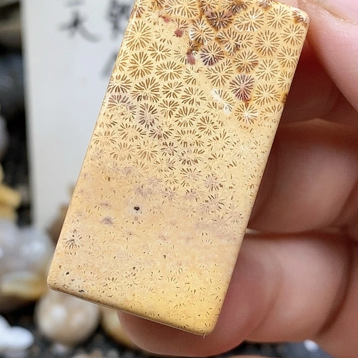 颈饰未镶嵌硅化珊瑚（珊瑚玉）