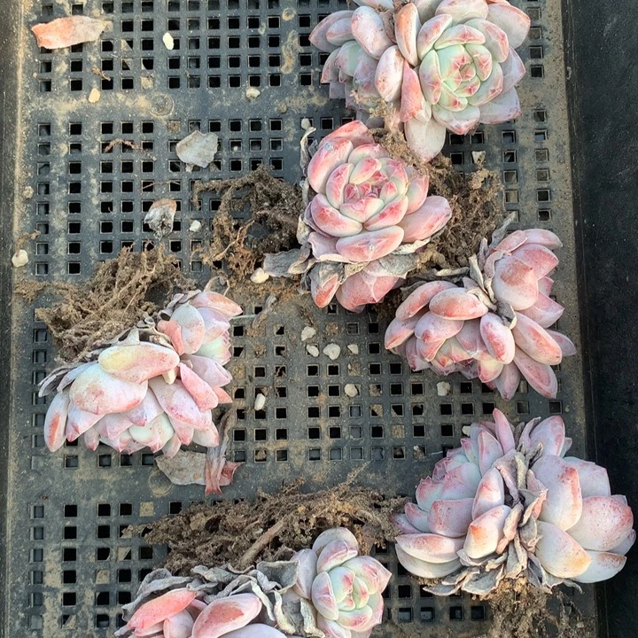 2630双头六颗脱土包邮