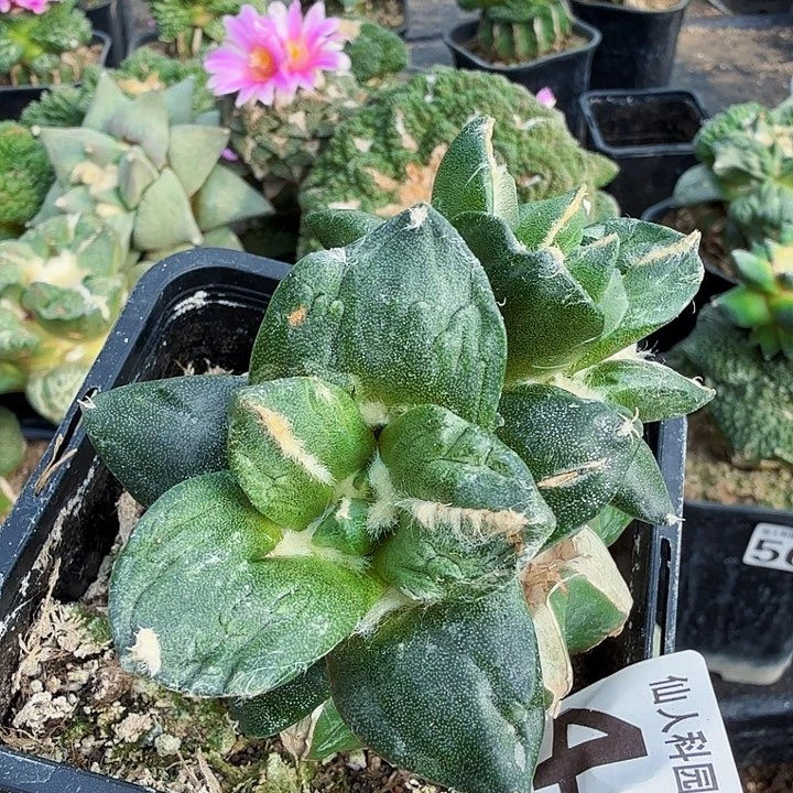 无花朵441变尤勃氏怒