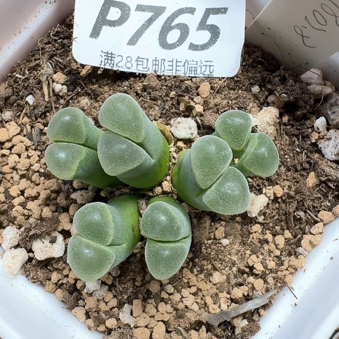 多肉植物的润泽发发