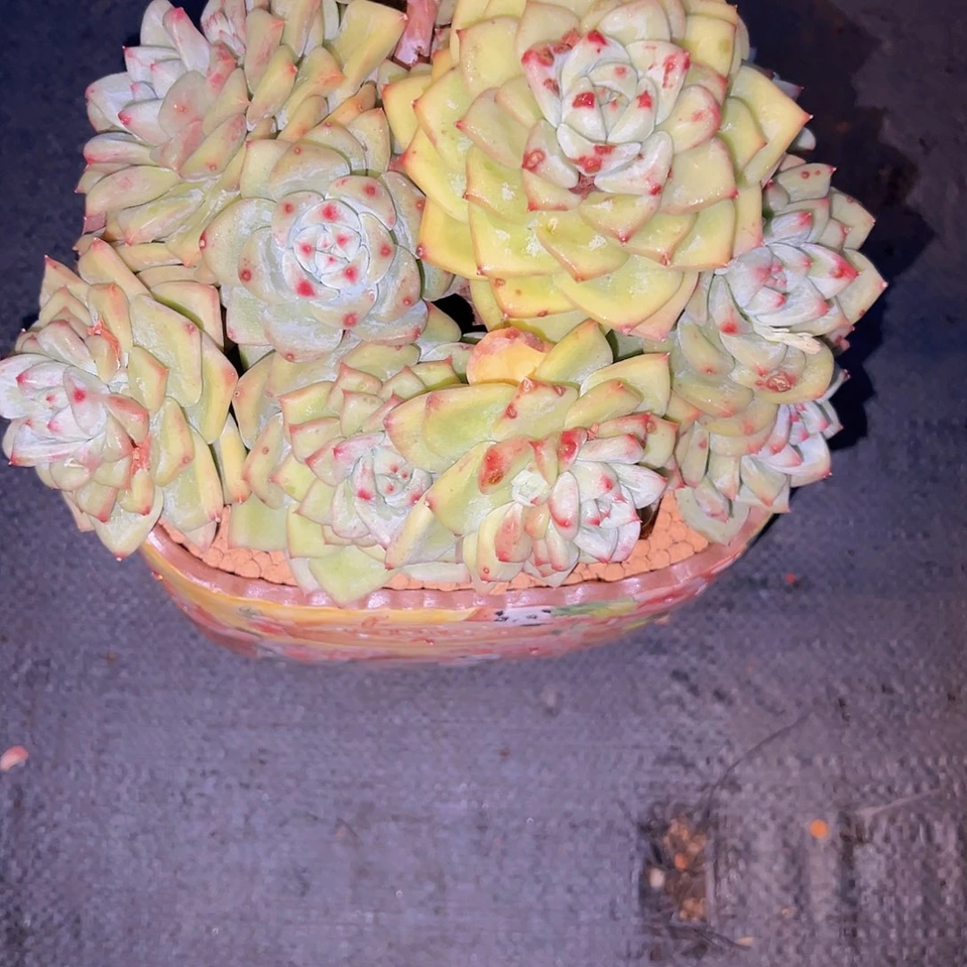 拉糖大群4652姐姐