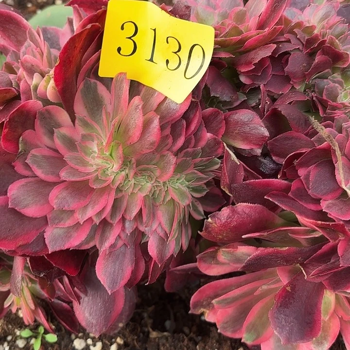 多肉植物福利3130