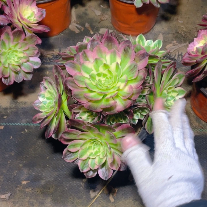 142海王法师多肉断枝不售后