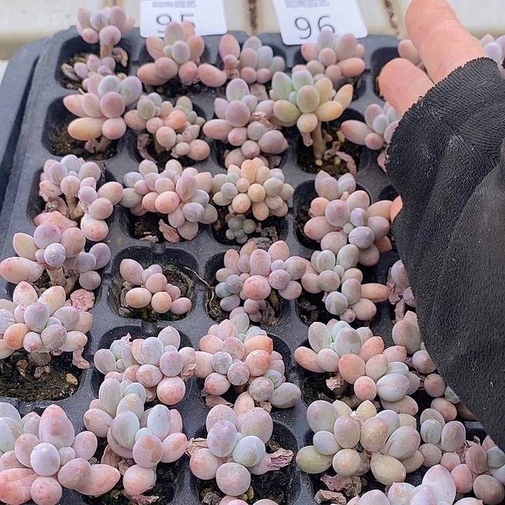 95-96 多肉植物盆栽花卉植物