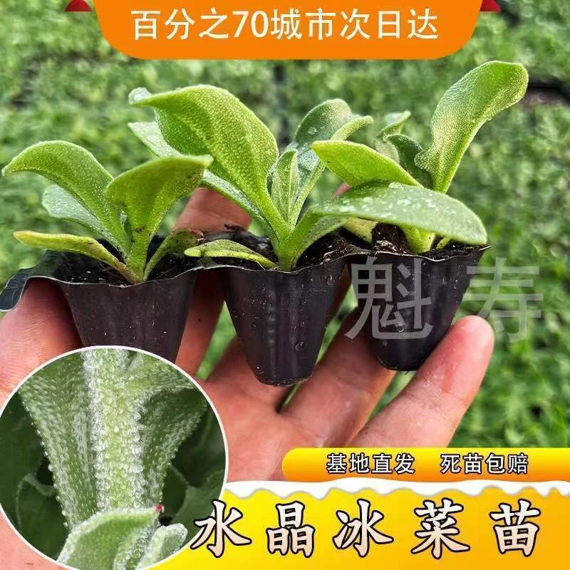 冰菜苗子种子蔬菜四季种植冰菜苗幼苗新鲜四季蔬菜冰菜苗冰草苗阳