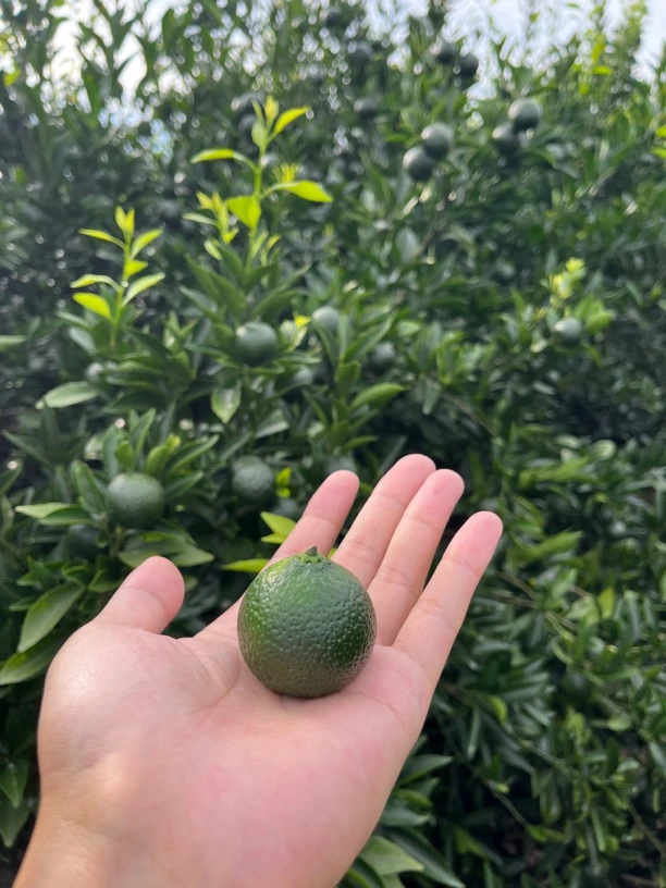 【鲜果】2025新会七堡小青柑，现摘现发