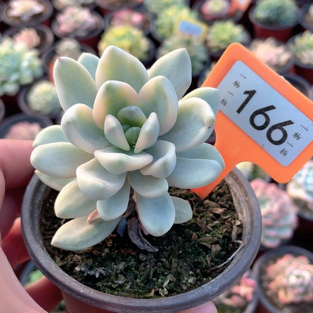 冬美人锦166号多肉