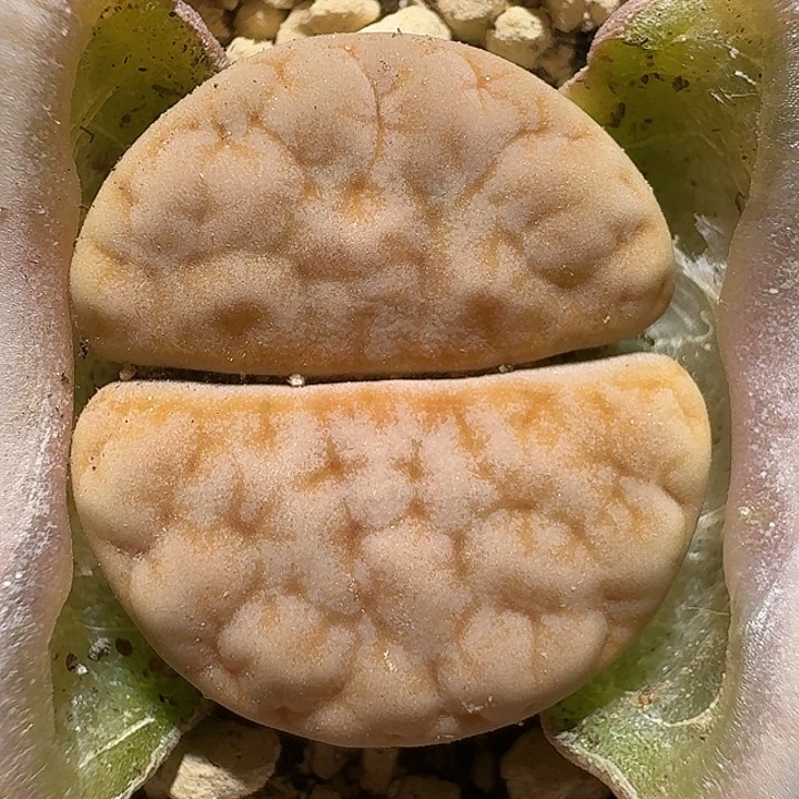 生石花111222。  263