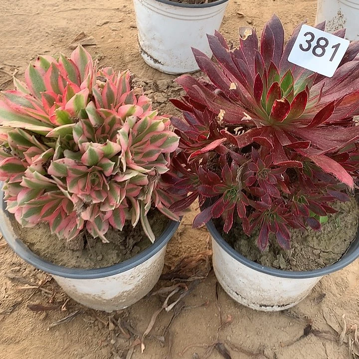 无花朵381女巫➕孔雀中