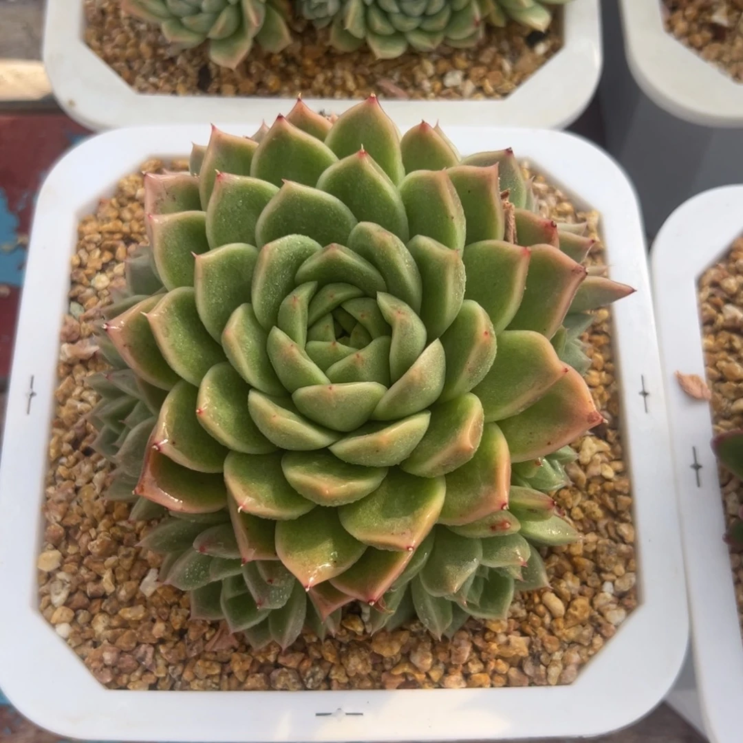 一物一拍，38包邮！43