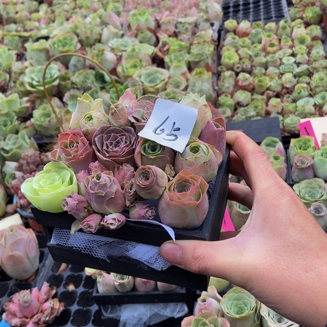 伊***头山地玫瑰多肉植物65