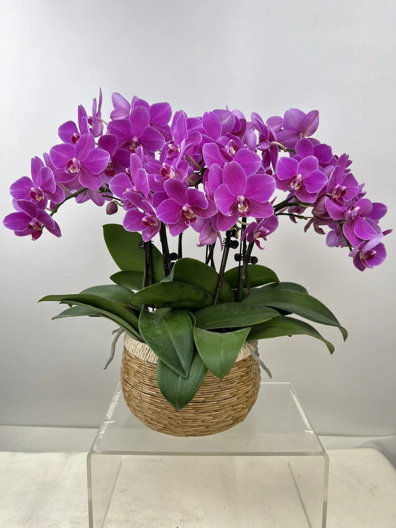 蝴蝶兰【红蜻蜓】鲜花盆栽室内观赏花花佛山基地直发好养易活