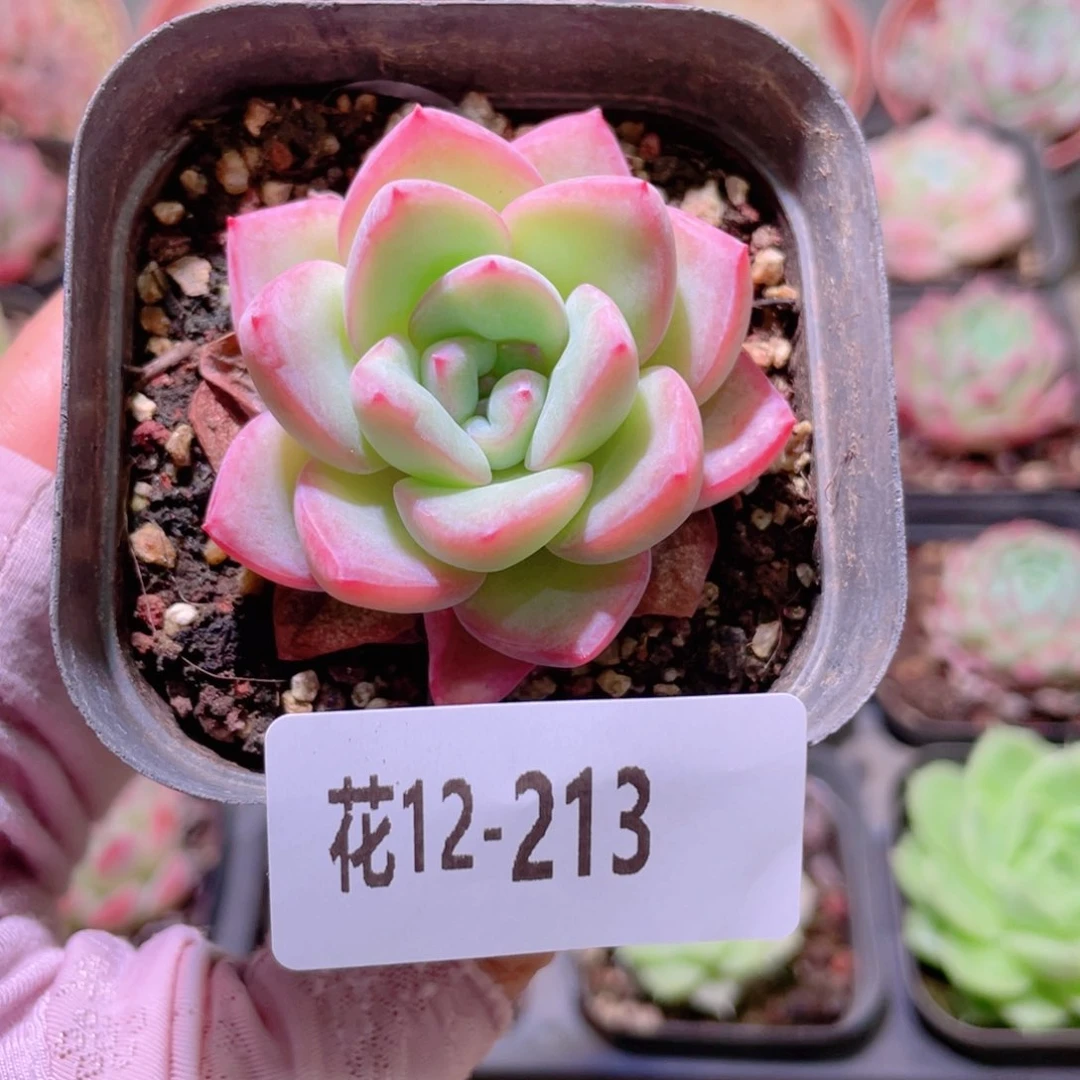 花利美12-213草莓泡芙