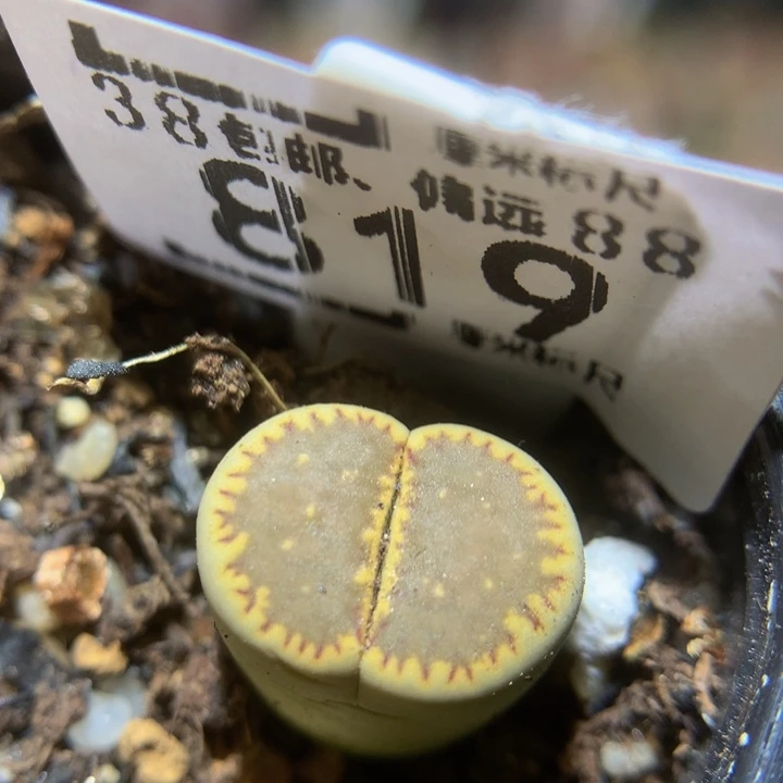 Sss精品生石花819高特