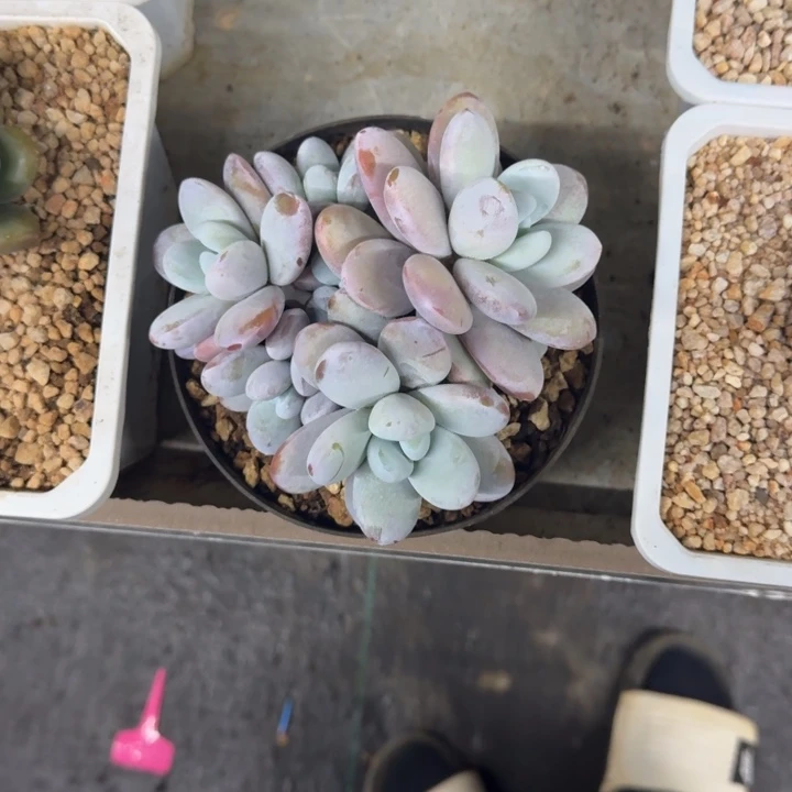 雪美人 3头  一物一拍