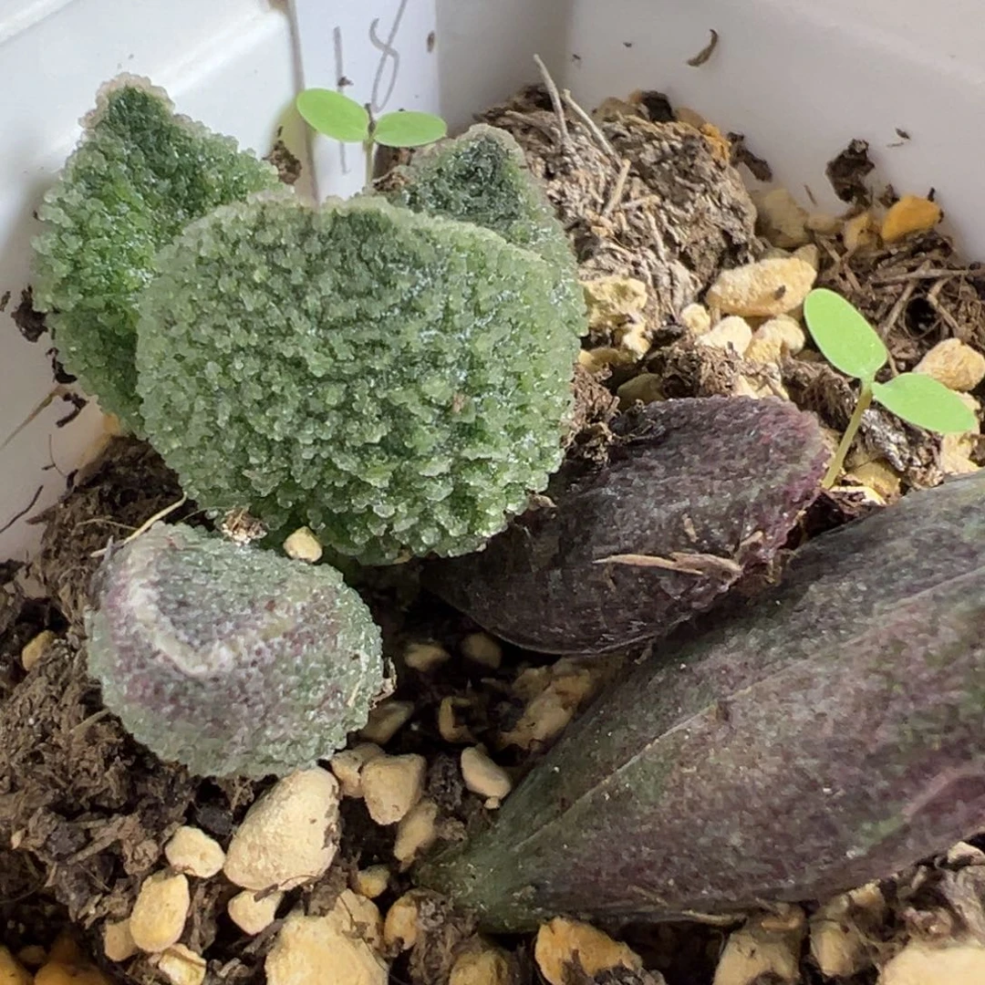 实生新品多肉植物水泡多肉植物水泡