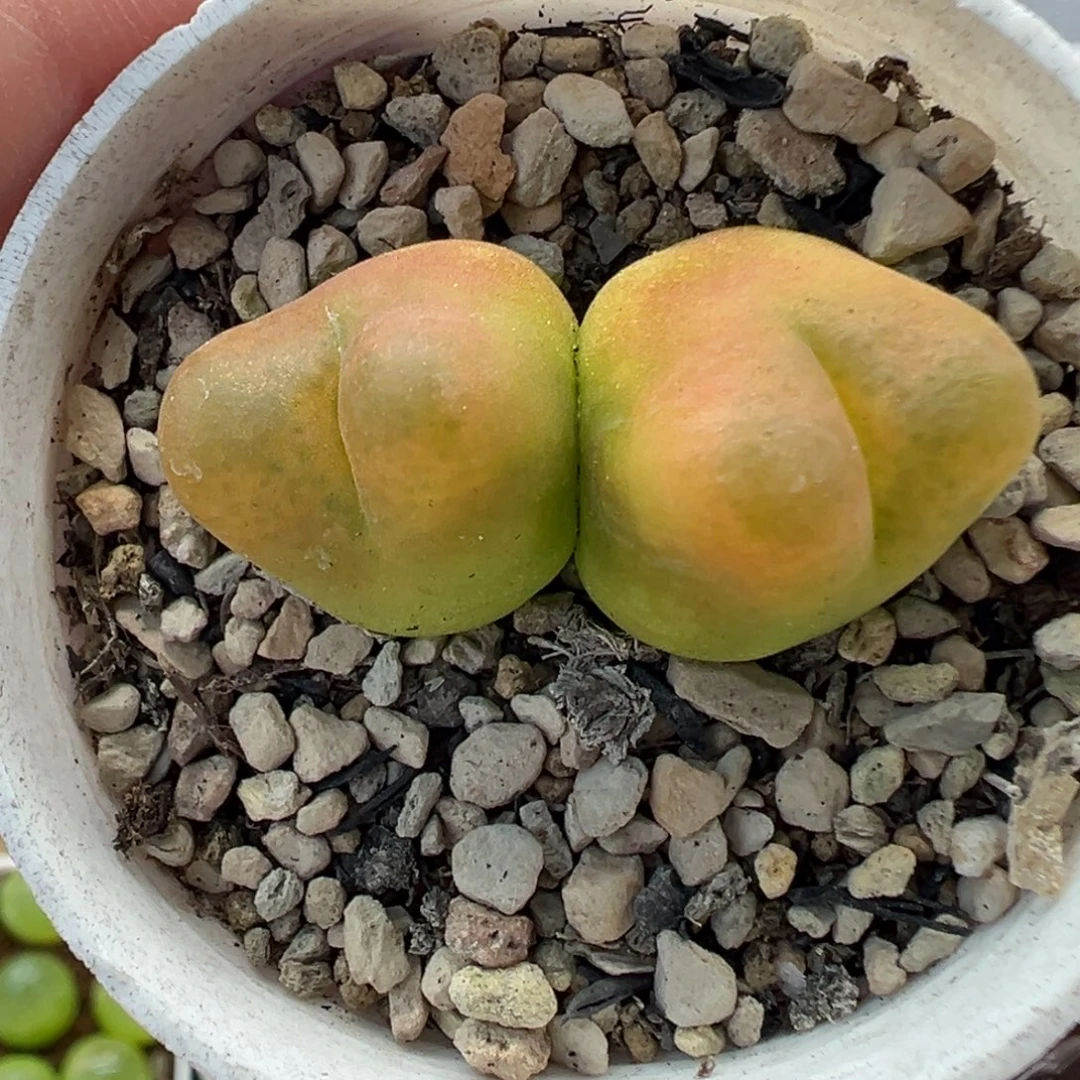 545水蜜桃带盆土发货