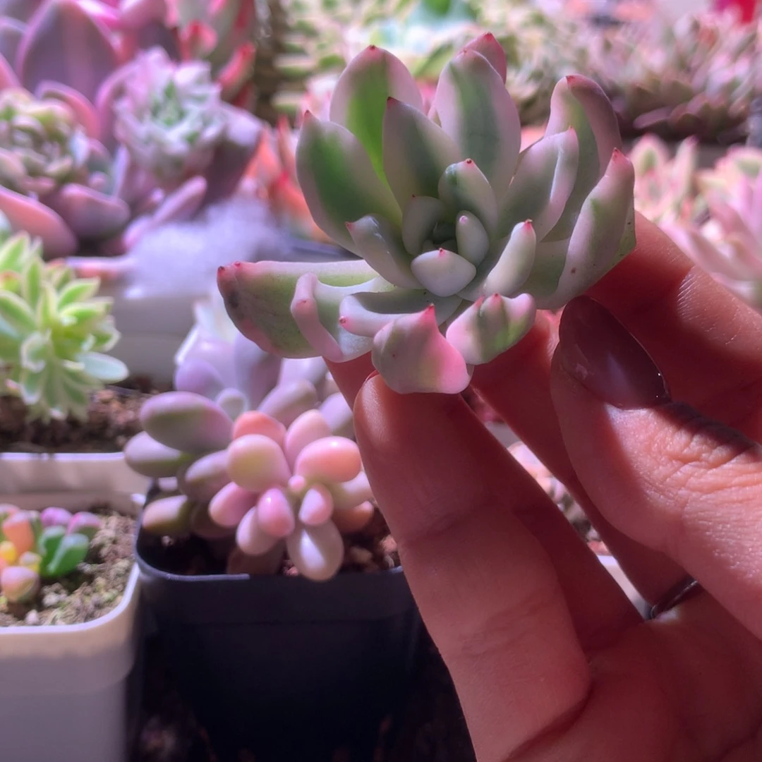 福娃覆轮锦砍头有根