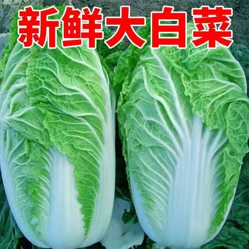 东北大白菜新鲜蔬菜抱头白菜自种特产辣白菜火锅配菜食材