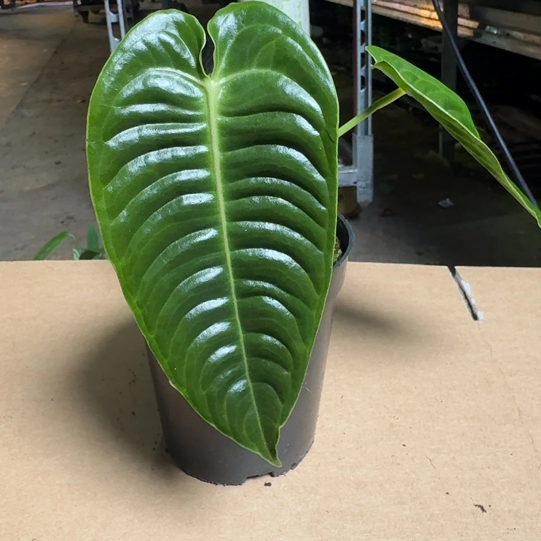 A***.完全开放D246火鹤王福利