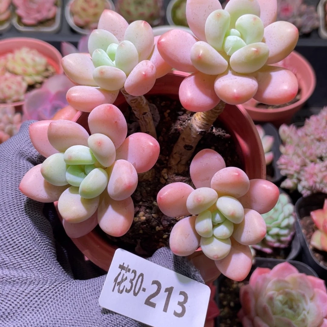 花利美30-213洛神