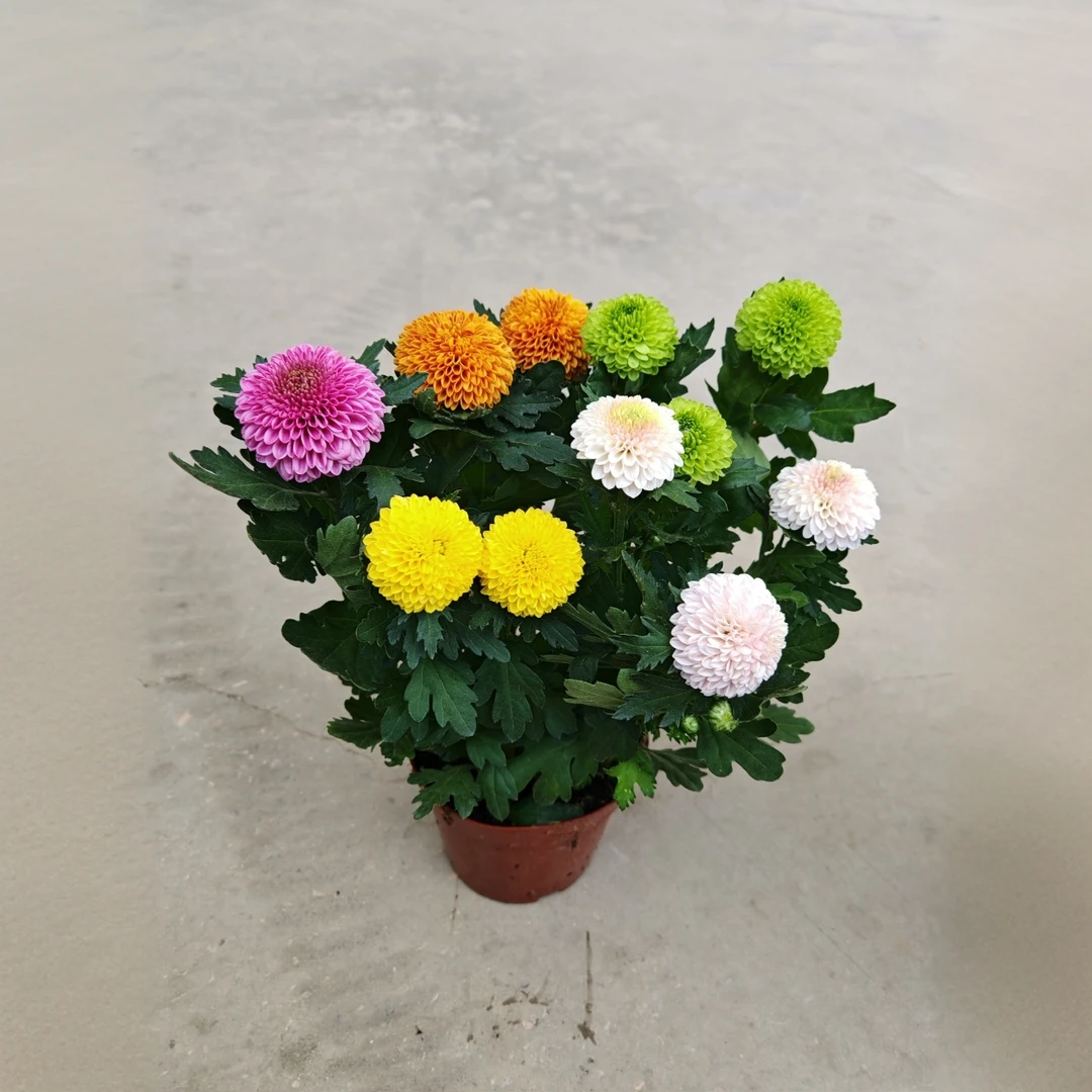 乒乓菊盆栽多色混合型庭院阳台四季开花耐热好养花卉植物