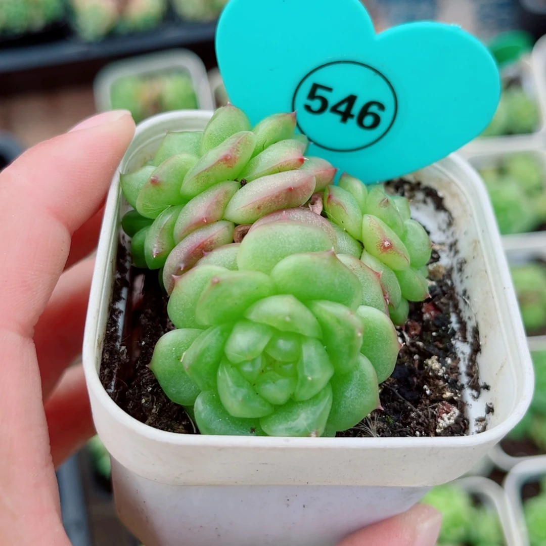 546号小老桩灯泡珍妮群