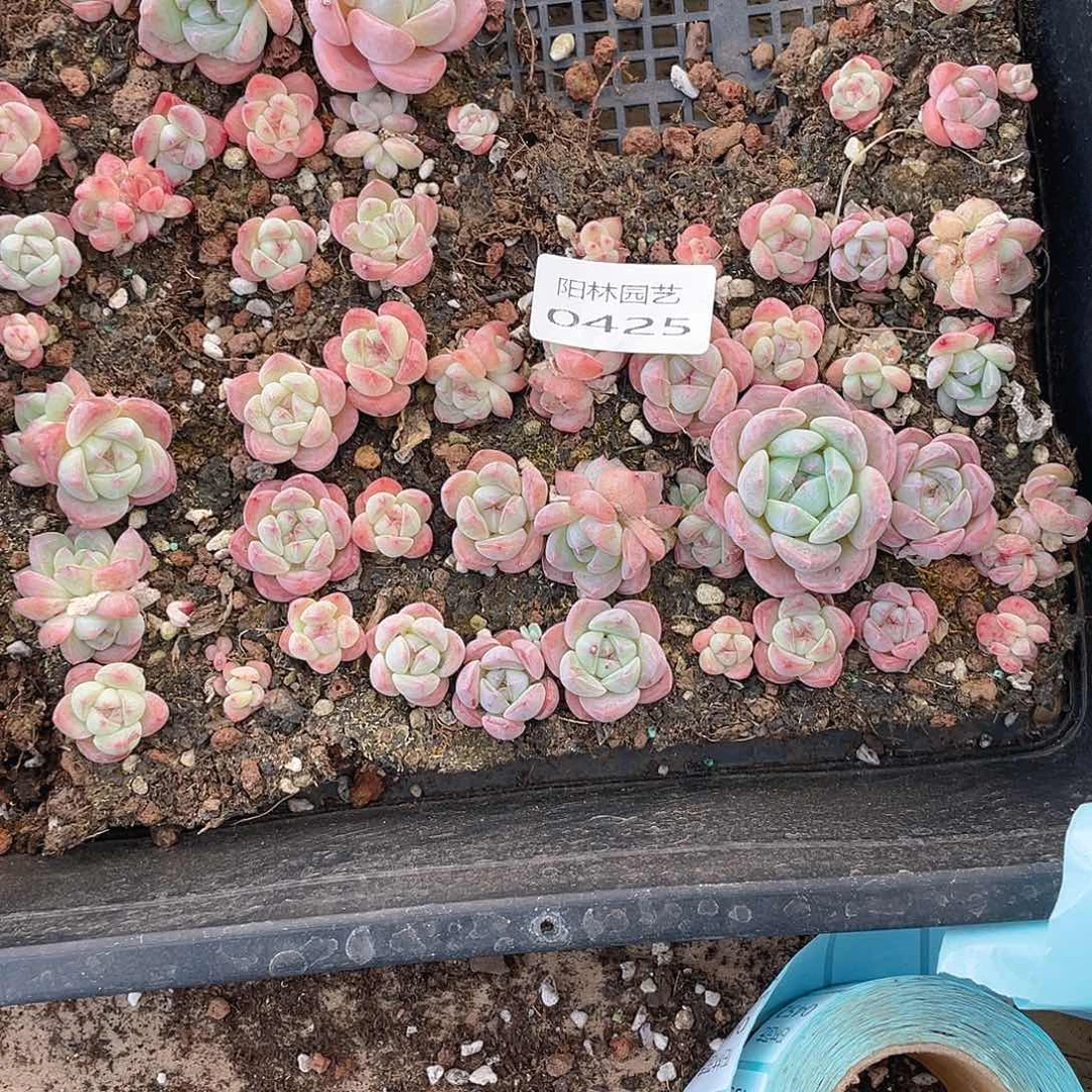 多肉植物多肉植物425