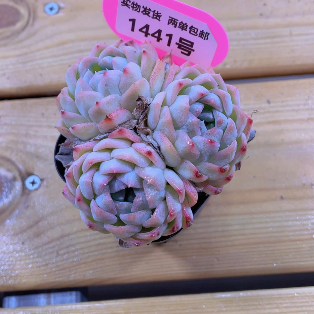 1441号 白桃汽水大三头