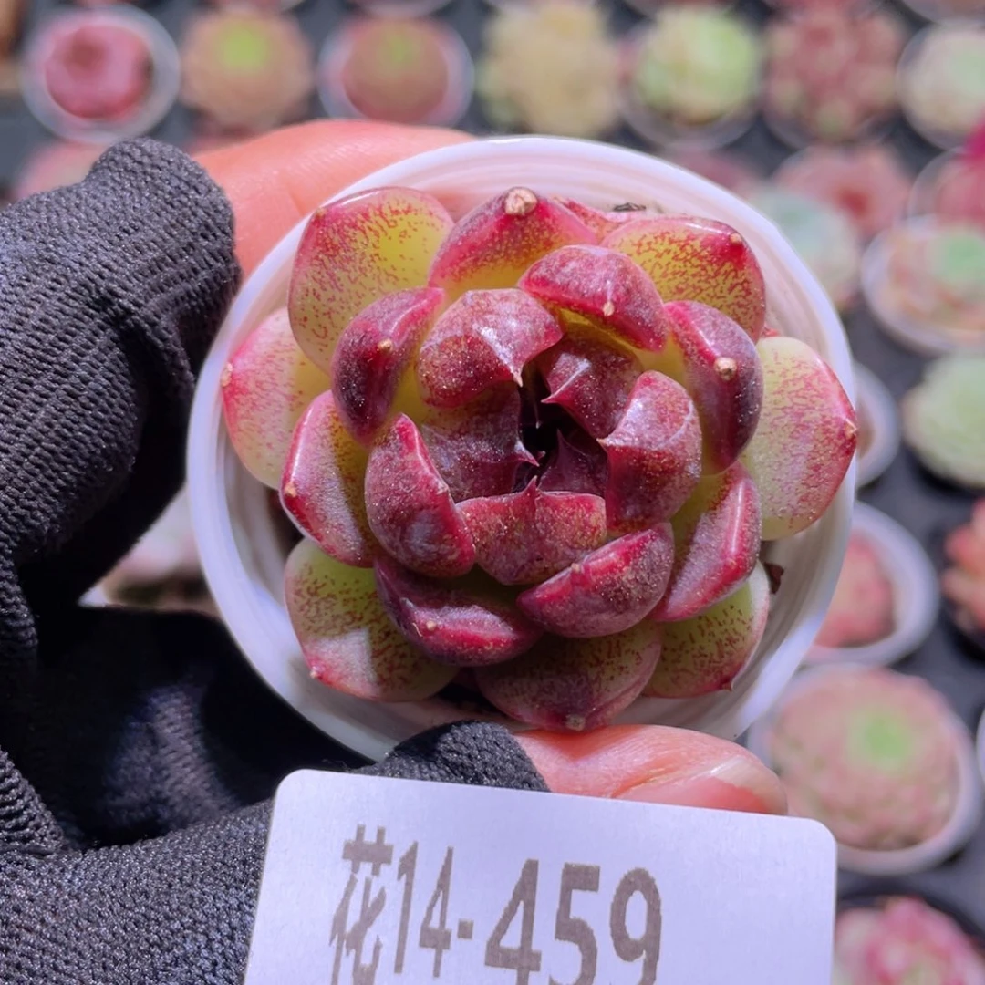 花利美14-459黑玫瑰水晶