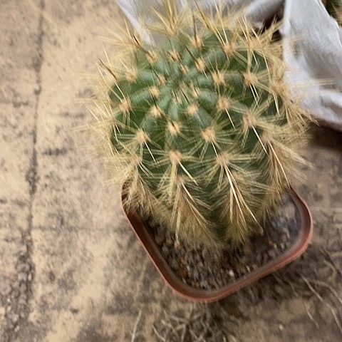 2个毛花柱，高6-10公分左右