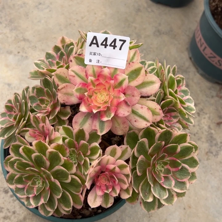 447孔雀翎20厘米左右