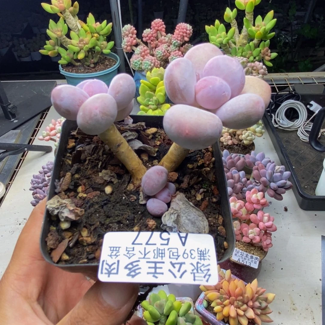 577蛋黄奶多肉6c m