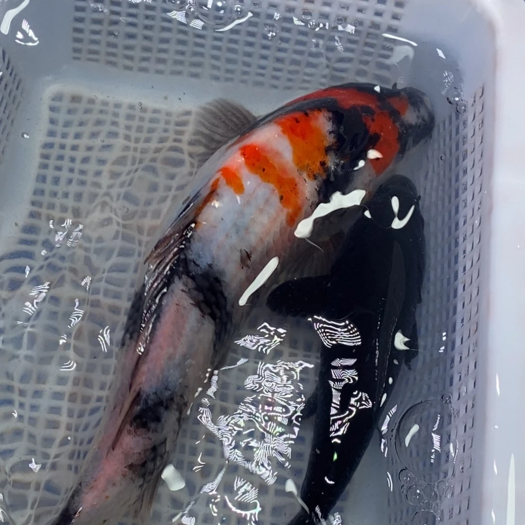 锦鲤锦鲤（无开箱视频不售后）
