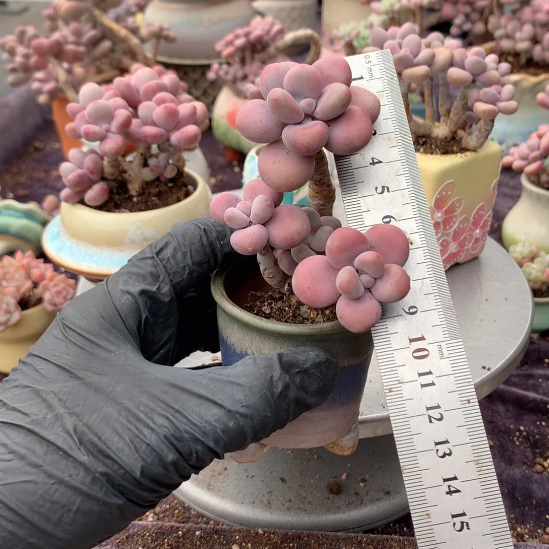 30号带盆偏远地区不包邮的