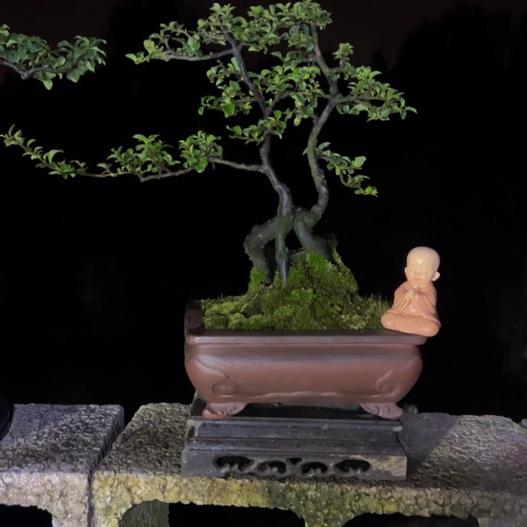 完全开放金弹子盆景