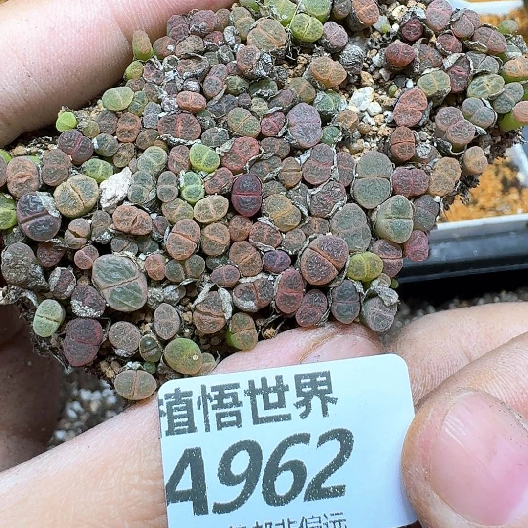 多肉植物的润泽fgbh