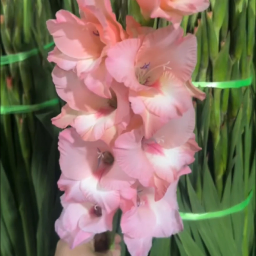 【水蜜桃剑兰】2单正价包邮 偏远地区有运费 云南鲜花基地直发