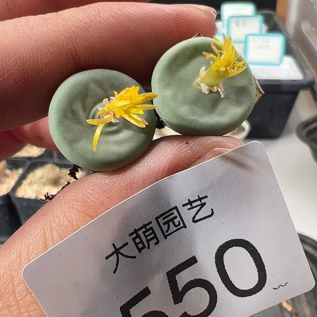 一物一拍。    550