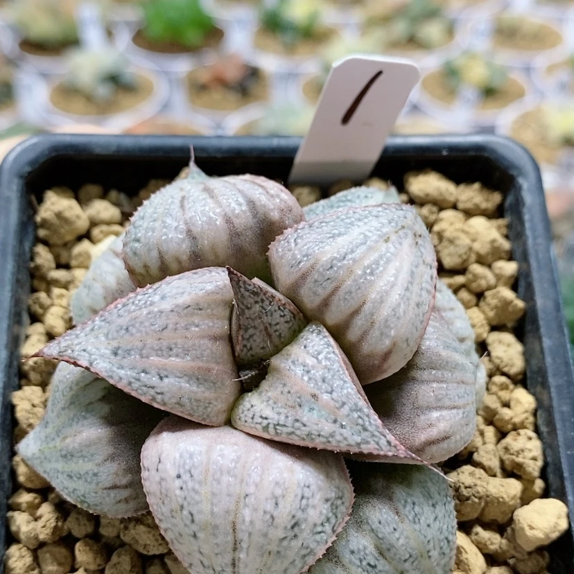 【闪购商品】1泰姬陵
