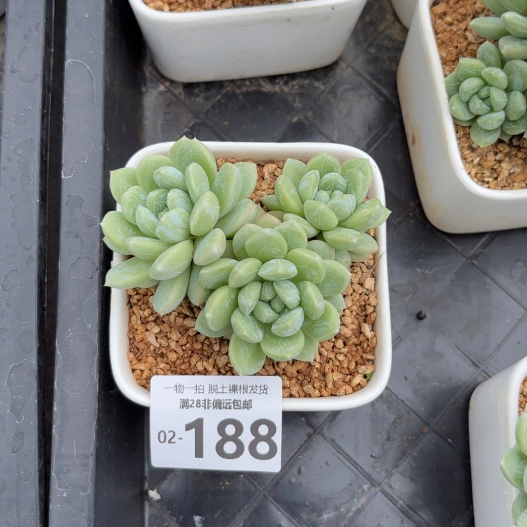 夏日绵绵冰老桩多肉多肉