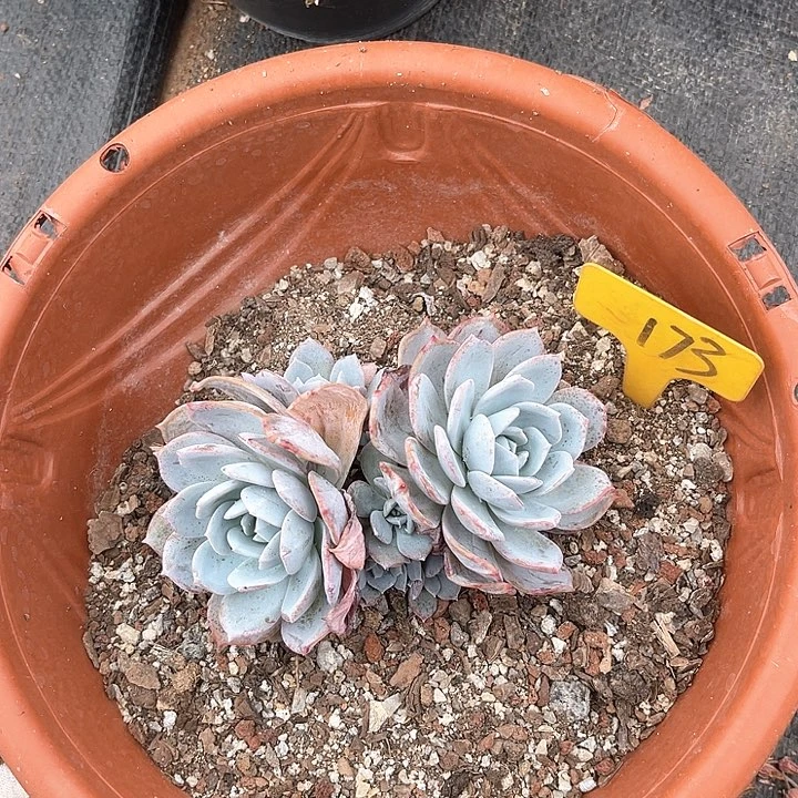 晨语多肉，一物一拍173