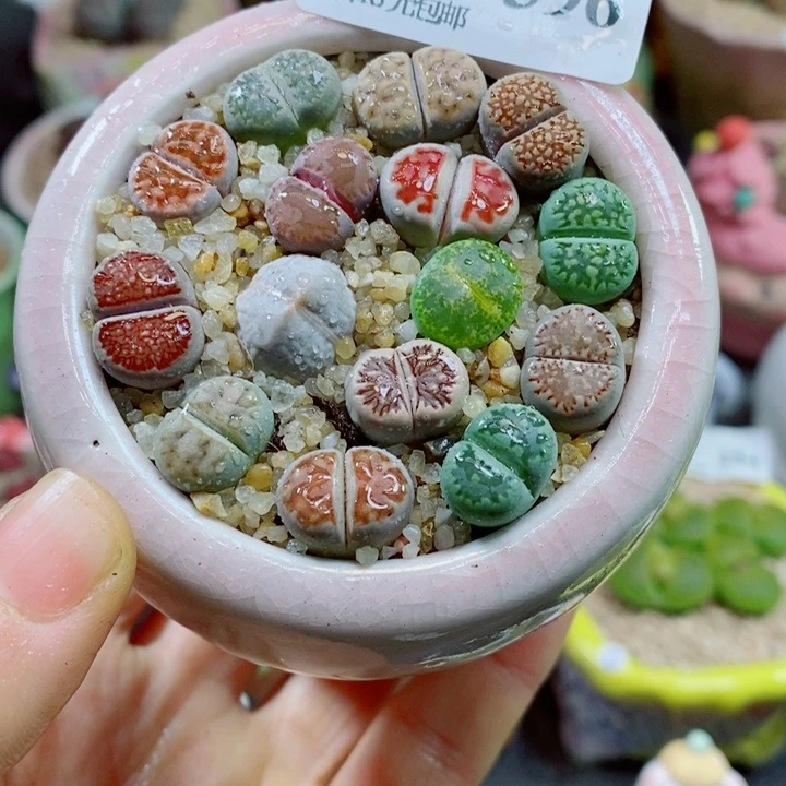 生石花花花花花花396