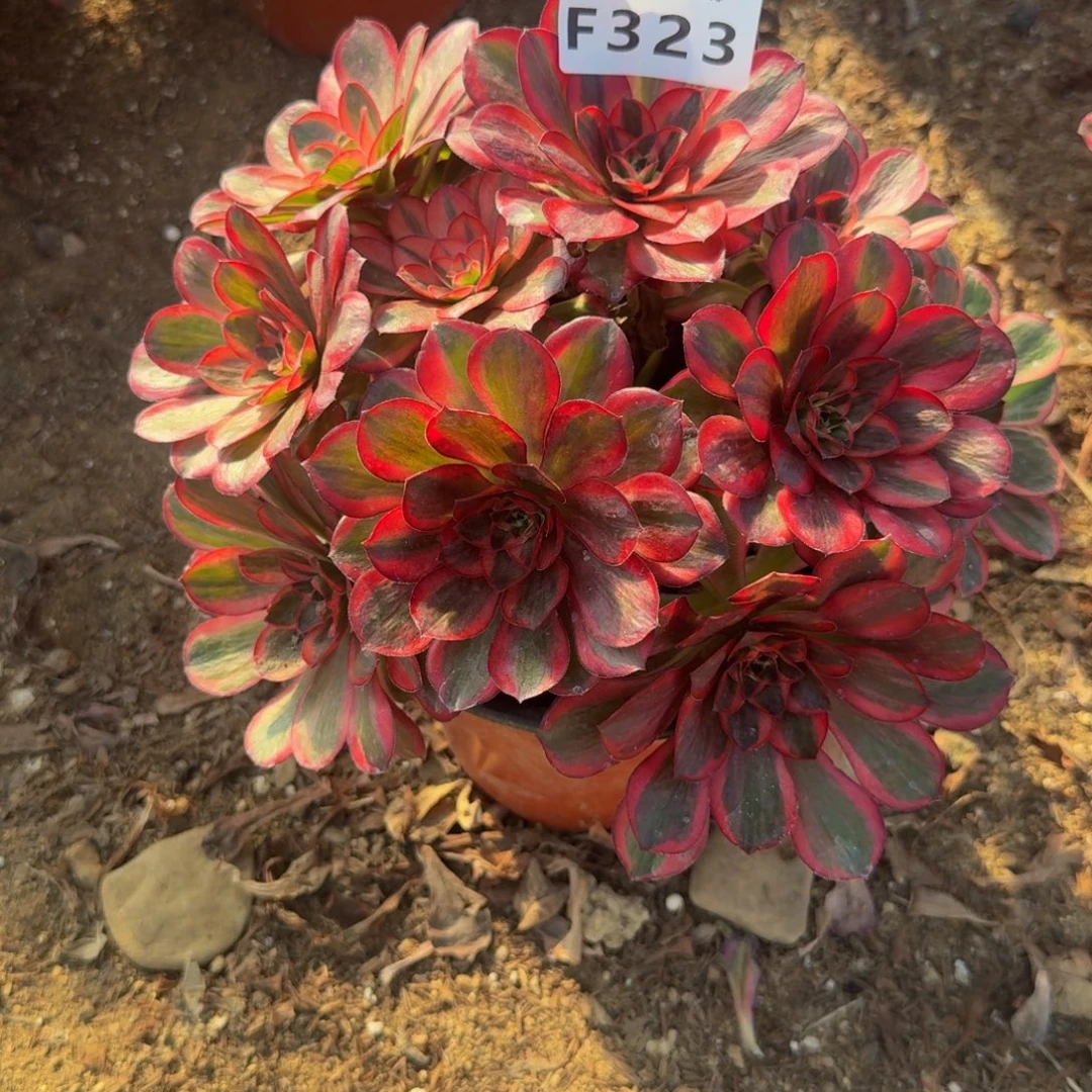 323魅金锦。多肉植物