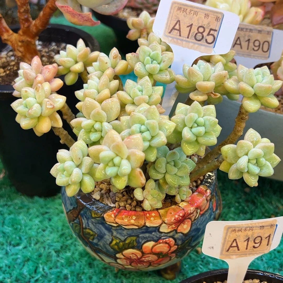 奶酪蛋糕，，，，，，，，，，，，，，，，