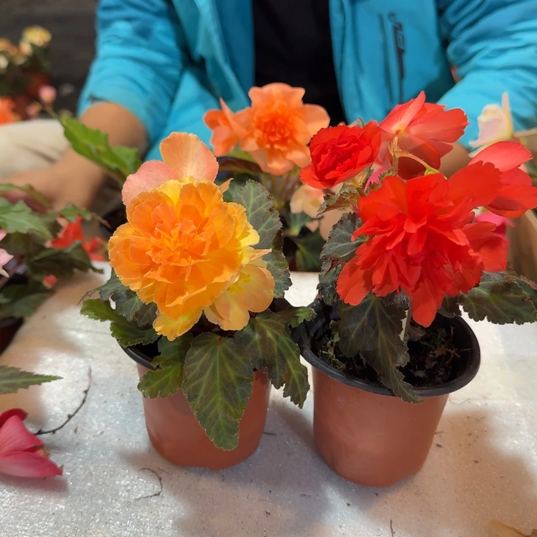 当前无花栽培后可以开花90杯日出➕珊瑚，不拍保温冻死不售后