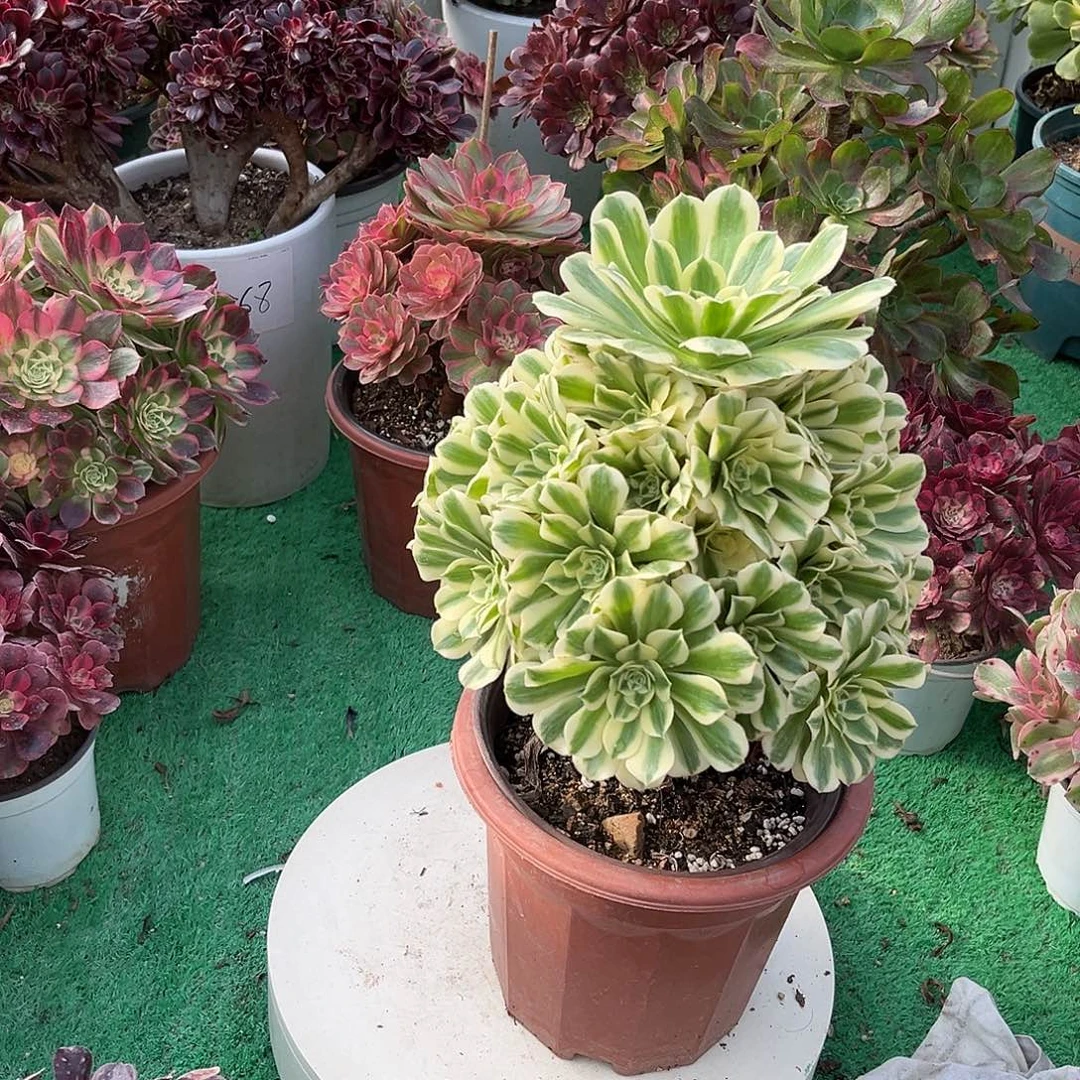 迈巴赫法师多肉植物漂亮