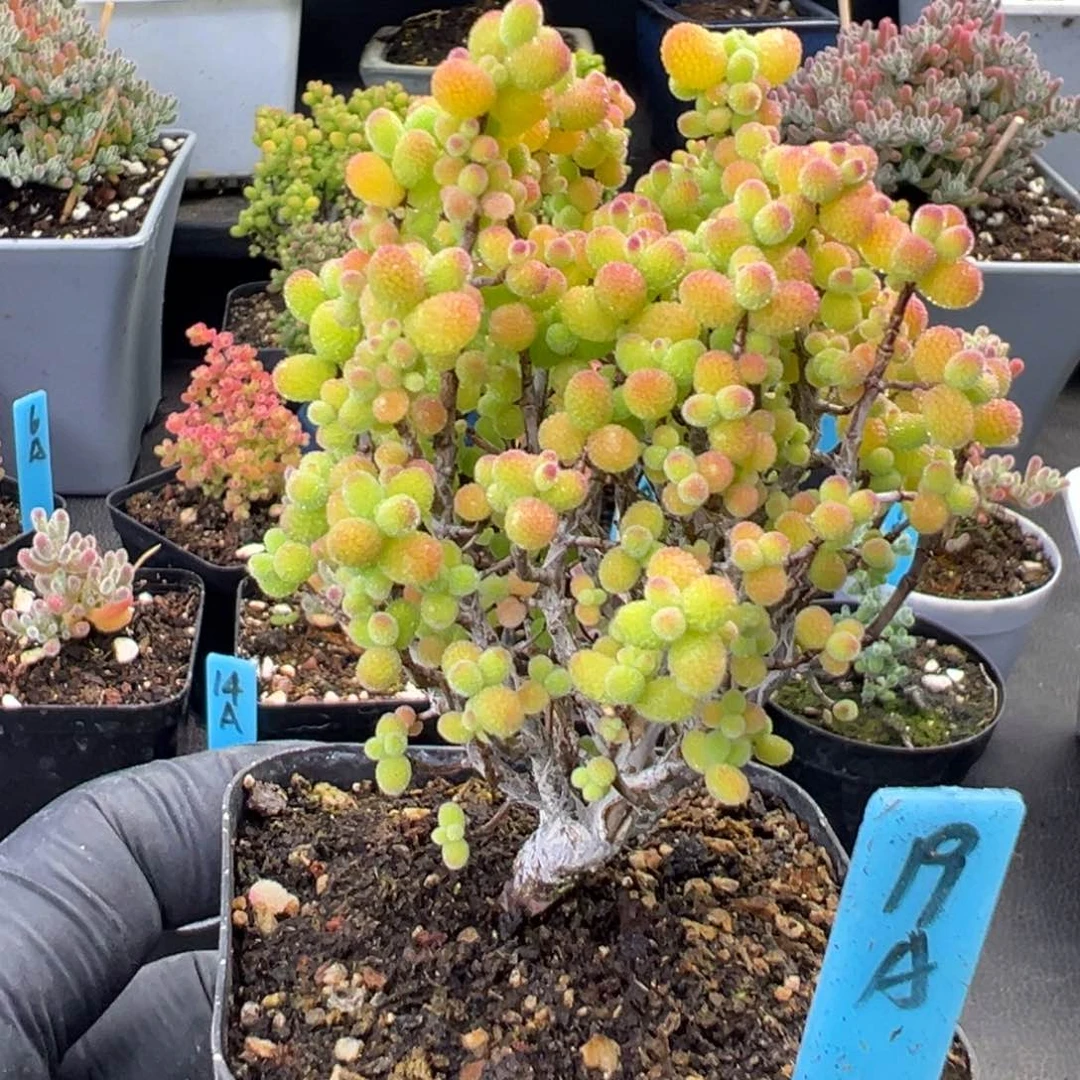 精控金桔糖球19号